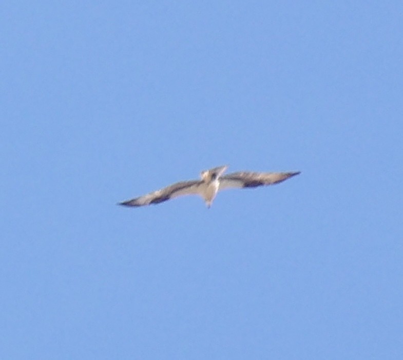 Скопа західна (підвид carolinensis) - ML641791206