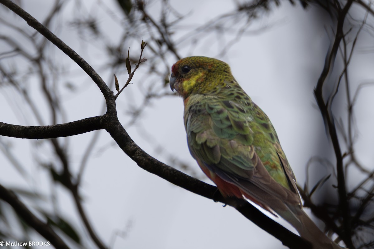 Western Rosella - ML641791221