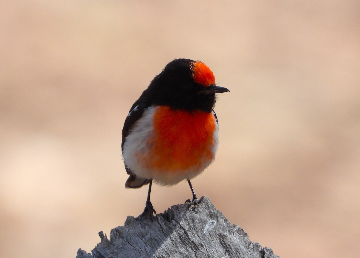 Red-capped Robin - ML641791260