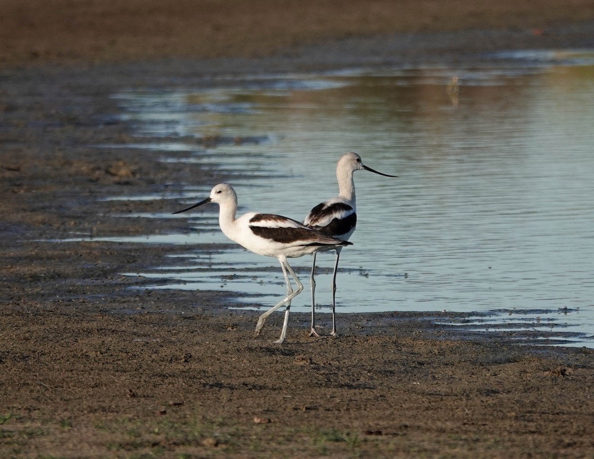 American Avocet - ML641791264