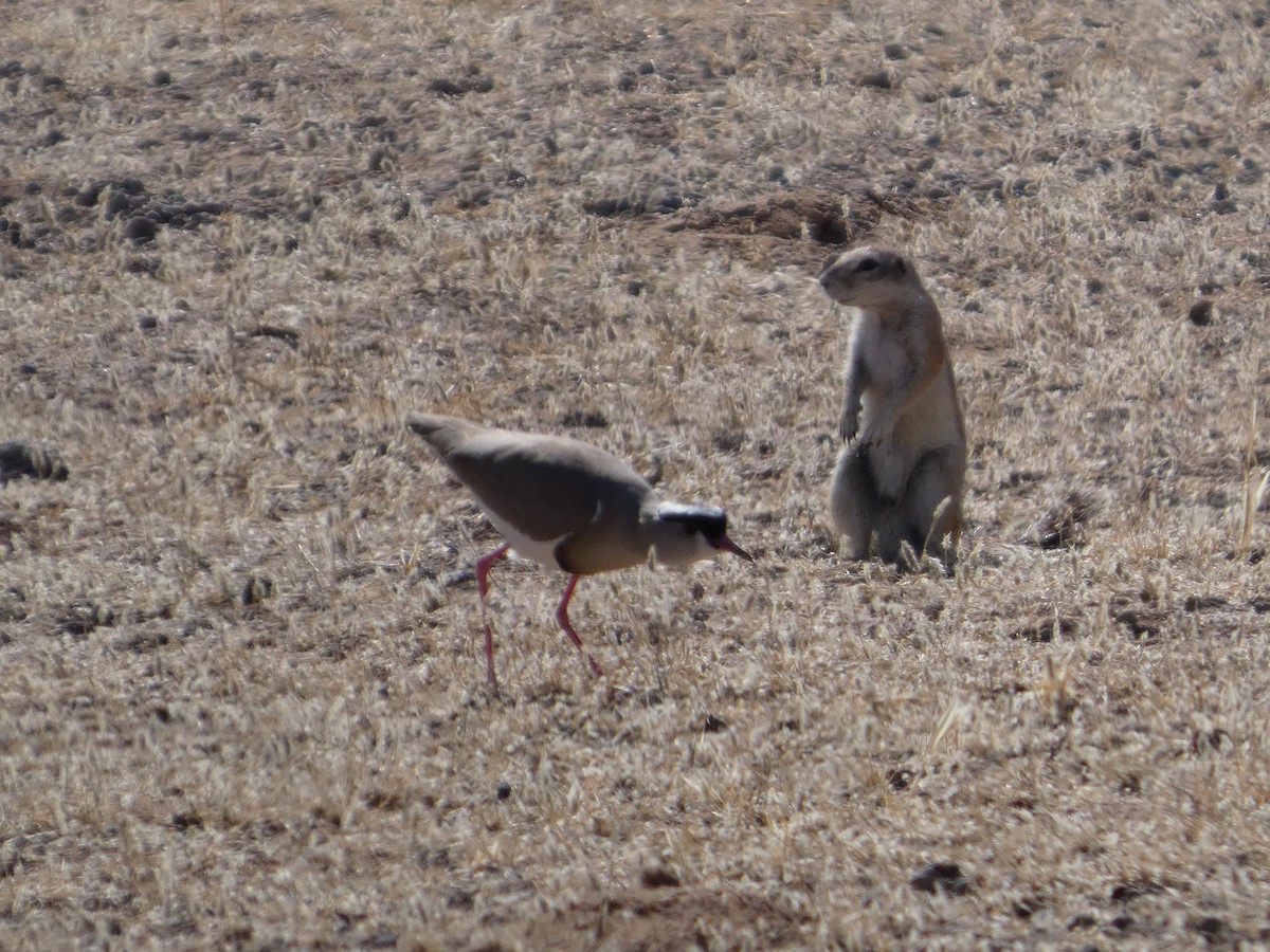 Crowned Lapwing - ML641791268