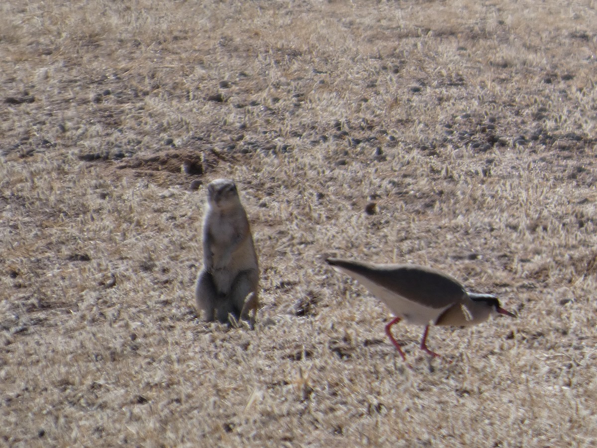 Crowned Lapwing - ML641791269