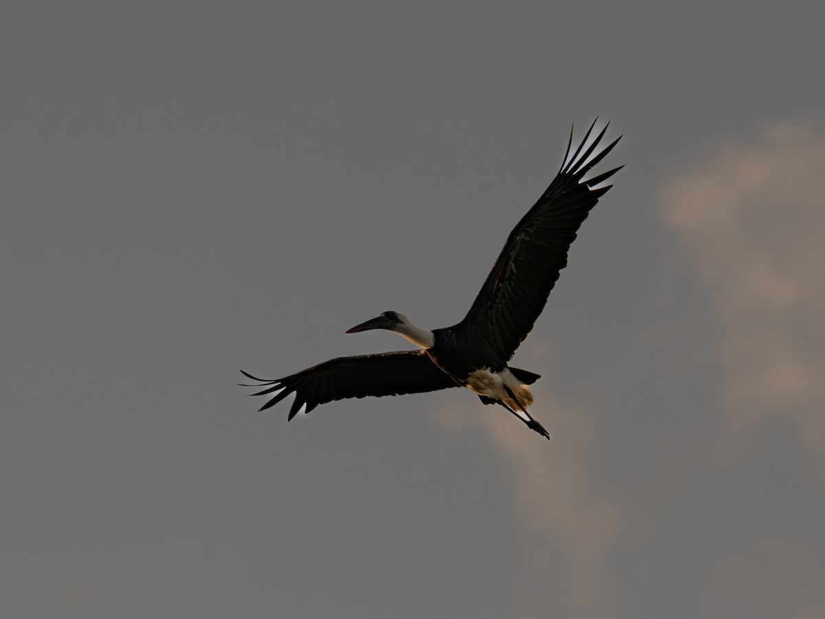 African Woolly-necked Stork - ML641791271