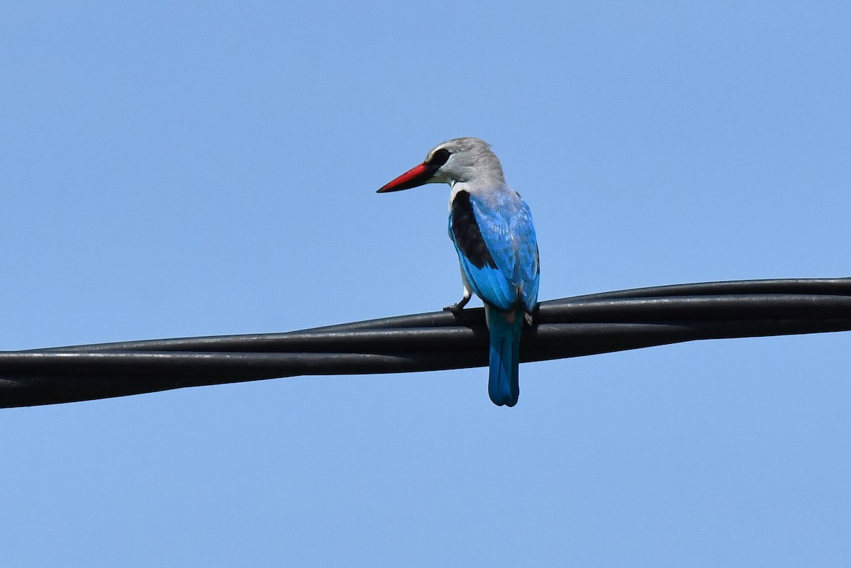 Woodland Kingfisher - ML641791282