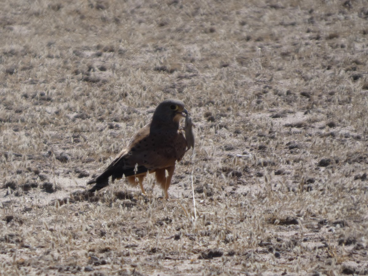 Rock Kestrel - ML641791283