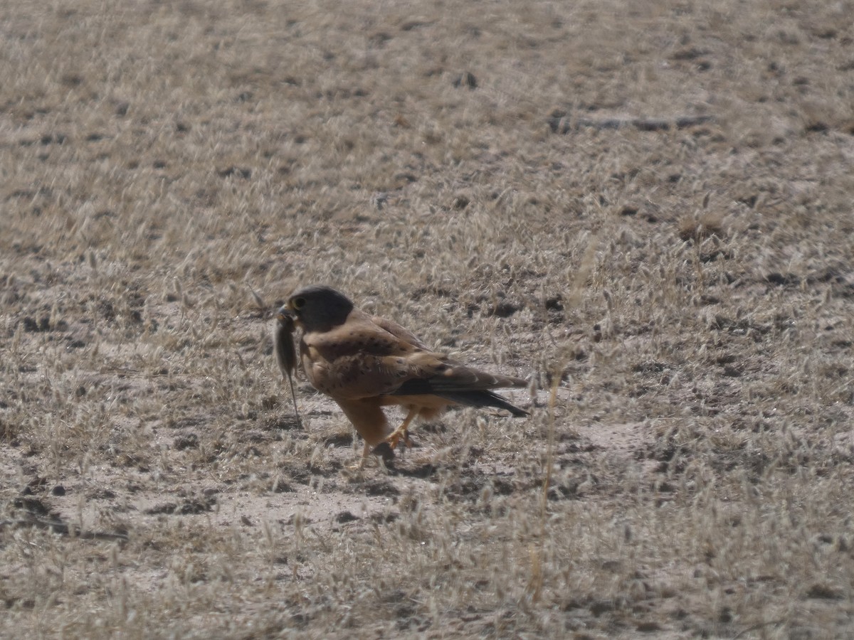 Rock Kestrel - ML641791285