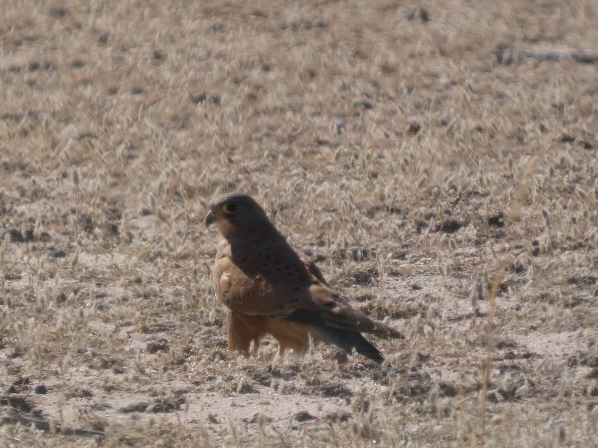 Rock Kestrel - ML641791292