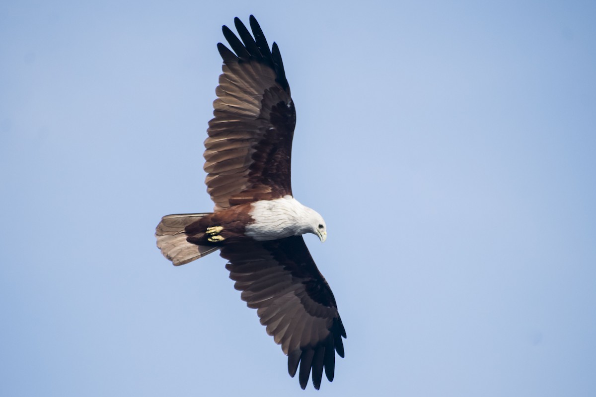 Brahminy Kite - ML641791302