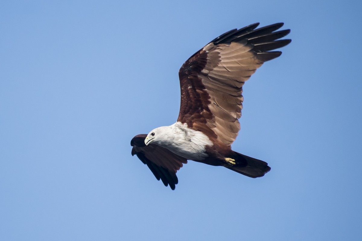 Brahminy Kite - ML641791303