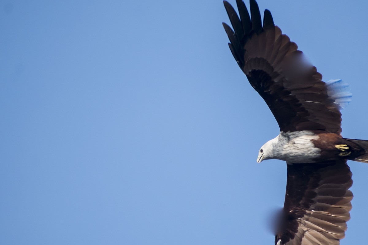 Brahminy Kite - ML641791305