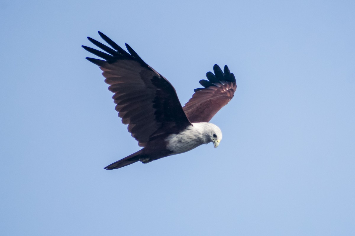 Brahminy Kite - ML641791306