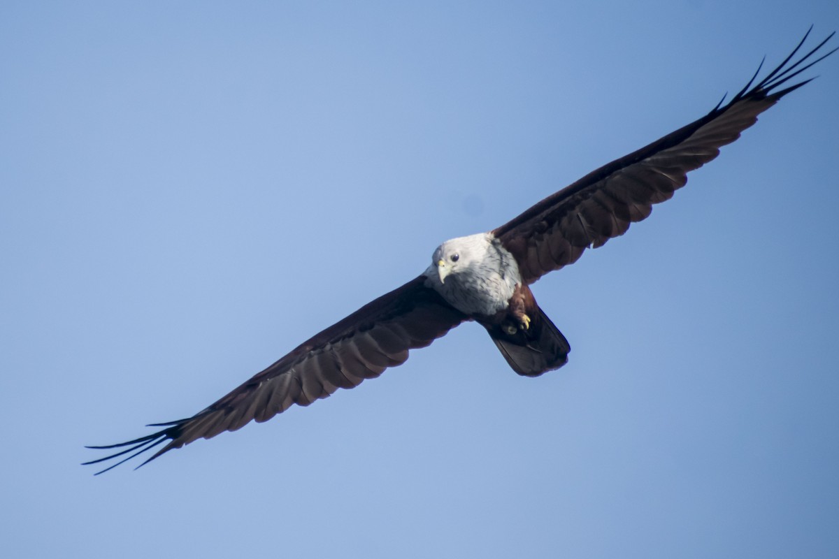 Brahminy Kite - ML641791309
