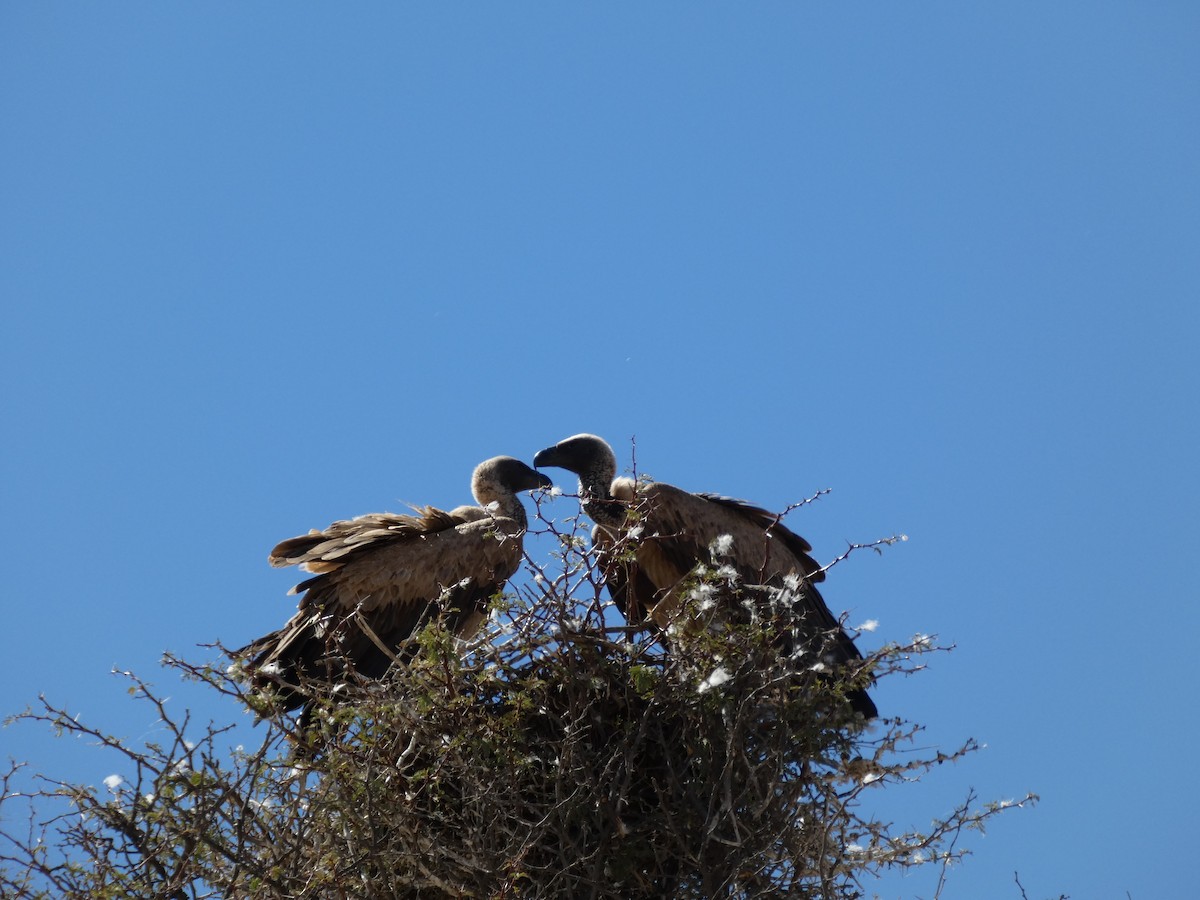 White-backed Vulture - ML641791311