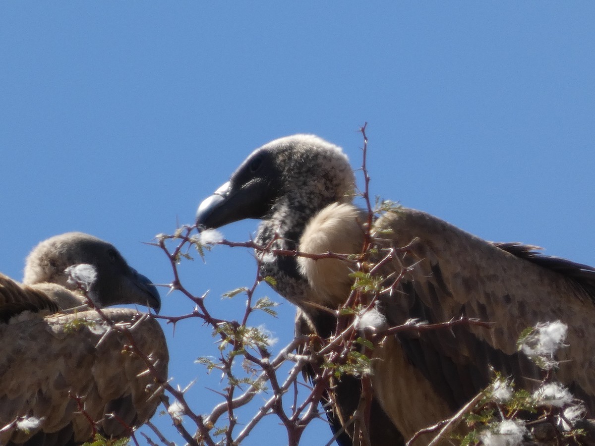 White-backed Vulture - ML641791312