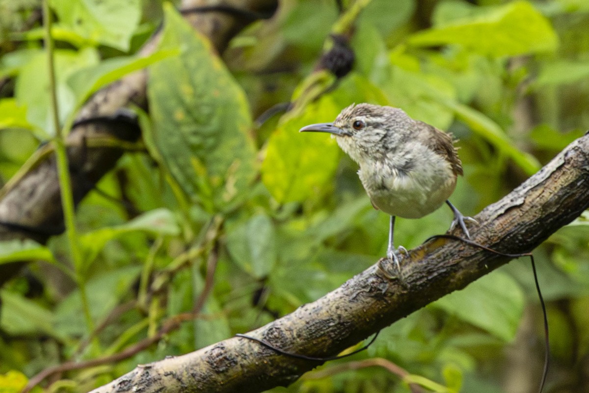 Isthmian Wren - ML641791321