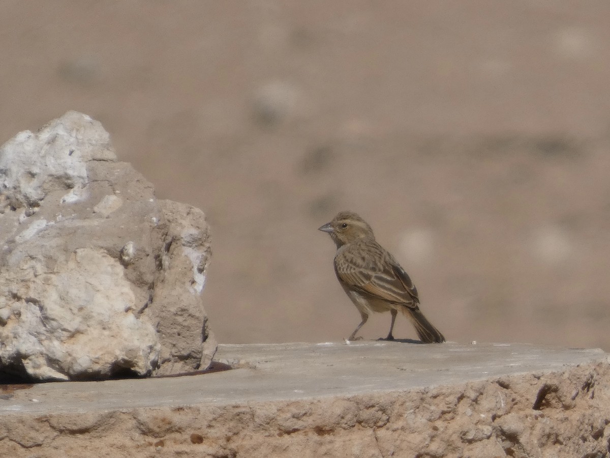 Lark-like Bunting - ML641791345