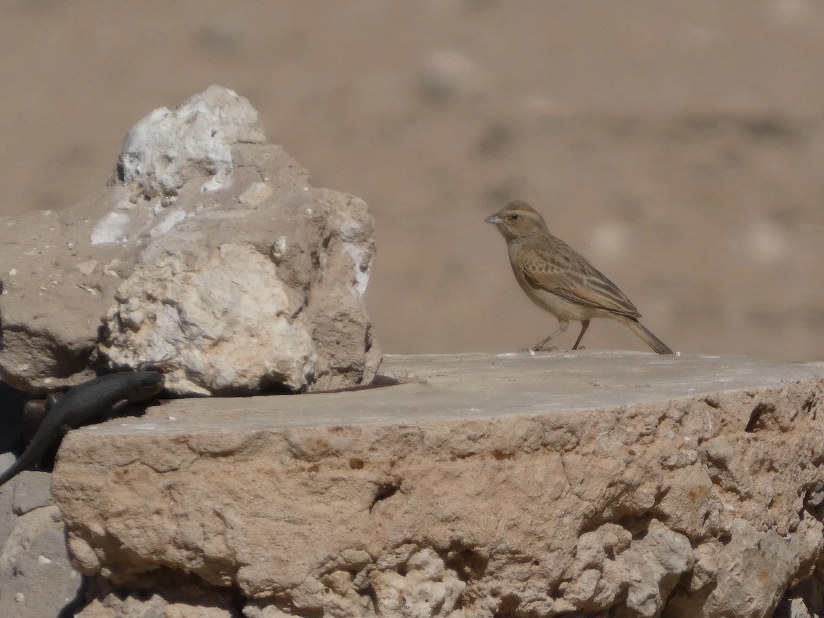 Lark-like Bunting - ML641791347