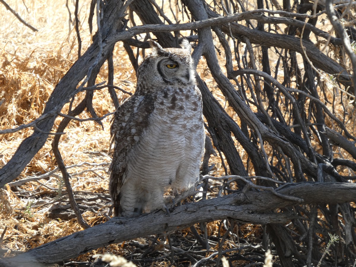 Spotted Eagle-Owl - ML641791363