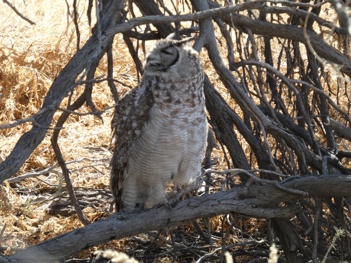 Spotted Eagle-Owl - ML641791364