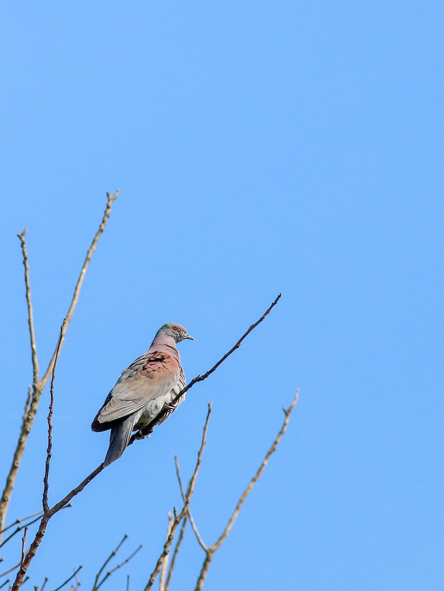 Pale-vented Pigeon - ML641791368