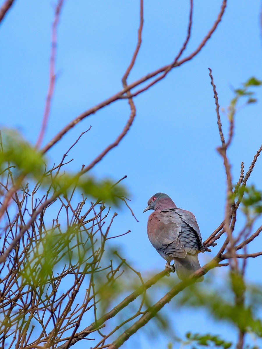 Pale-vented Pigeon - ML641791369
