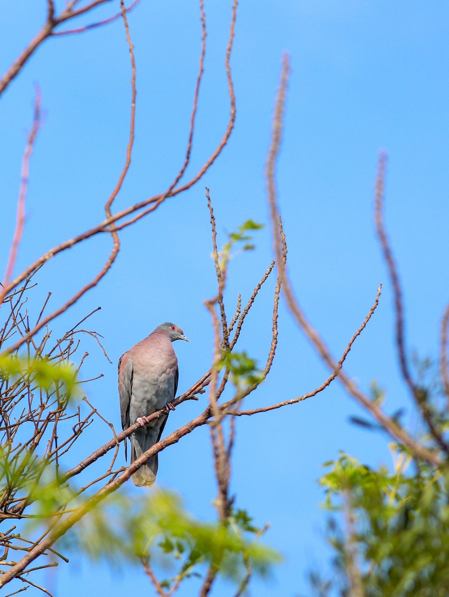 Pale-vented Pigeon - ML641791370