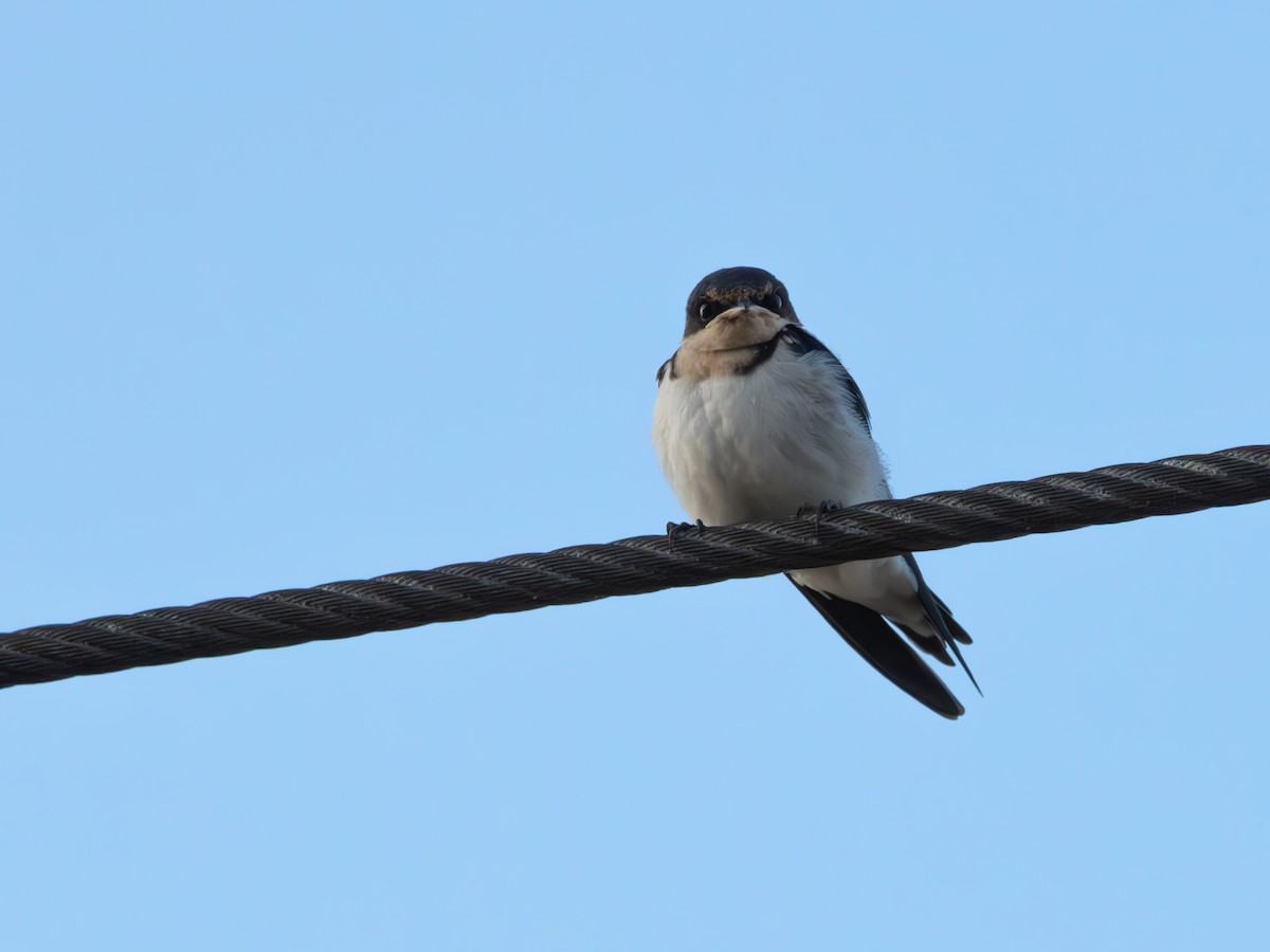 Ethiopian Swallow - ML641791380