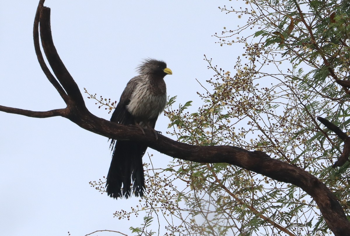 Western Plantain-eater - ML641791384