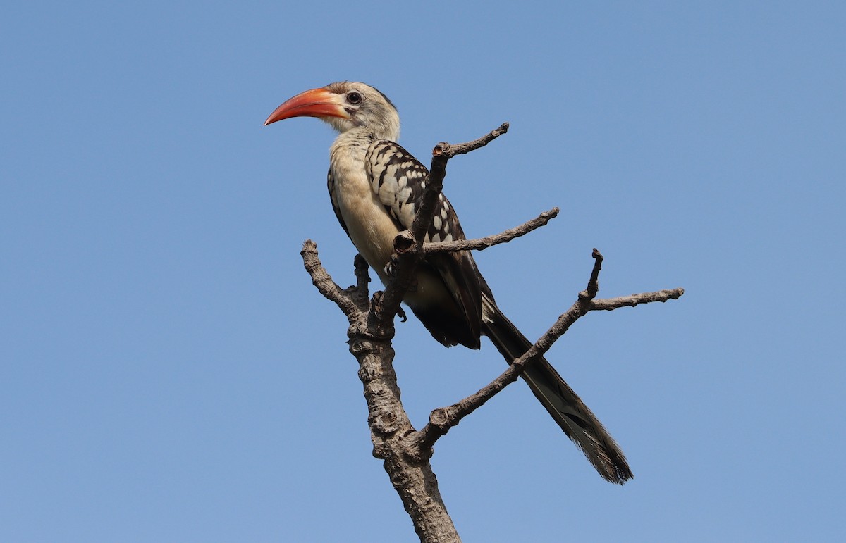 Northern Red-billed Hornbill - ML641791397