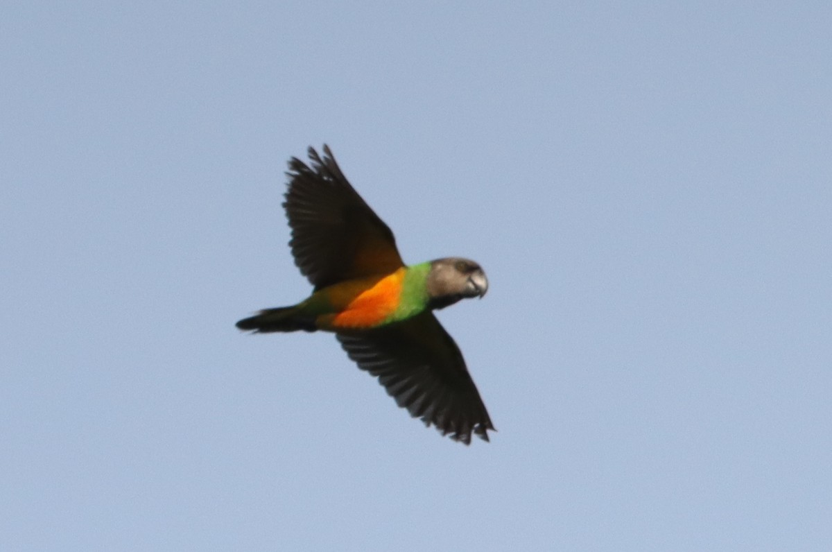 Senegal Parrot - ML641791408