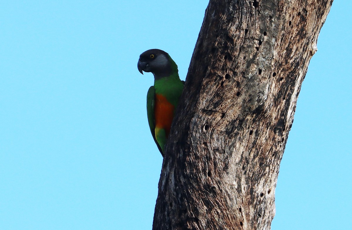 Senegal Parrot - ML641791410