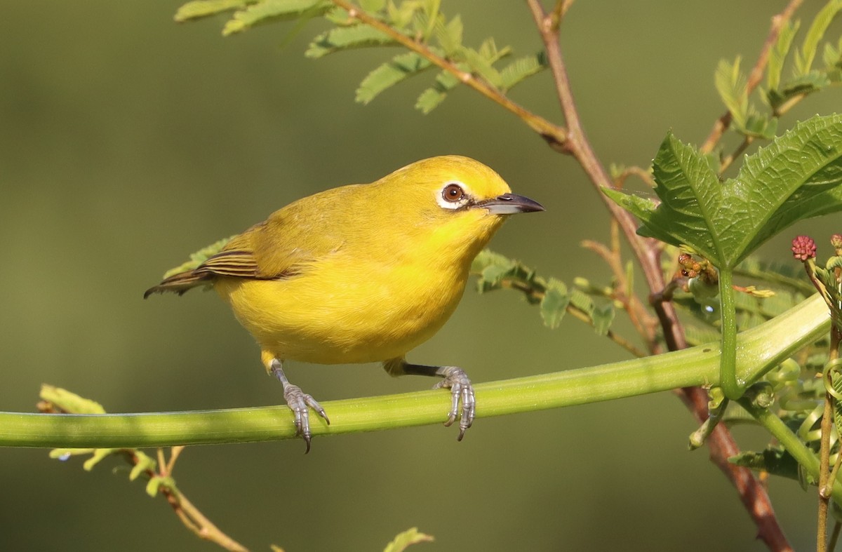 Northern Yellow White-eye - ML641791415