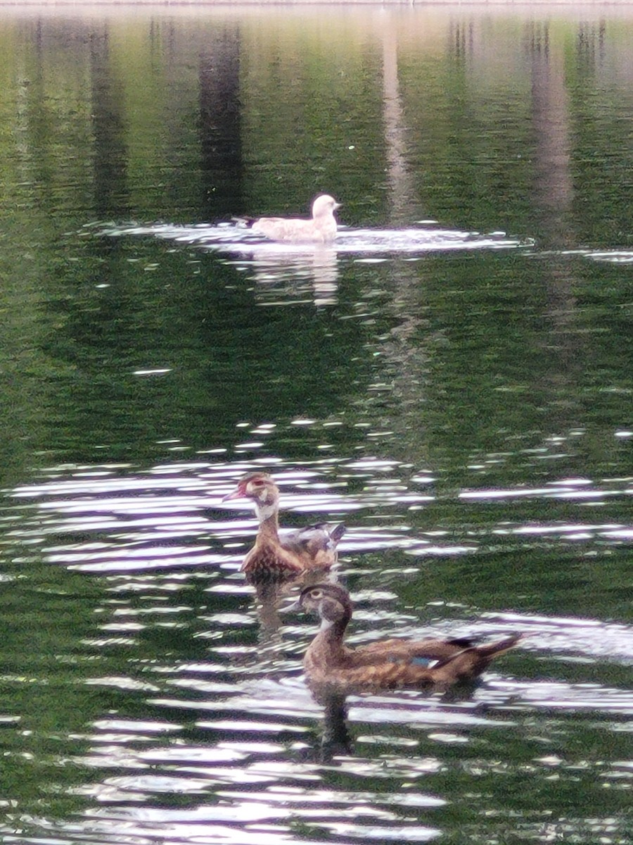 Wood Duck - ML641791432