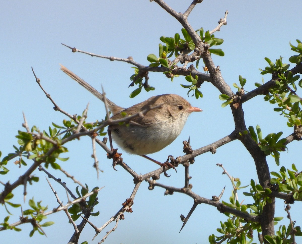 White-winged Fairywren - ML641791440