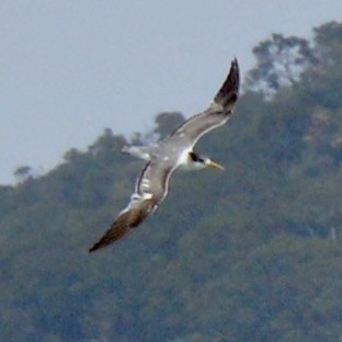 Great Crested Tern - ML641791446