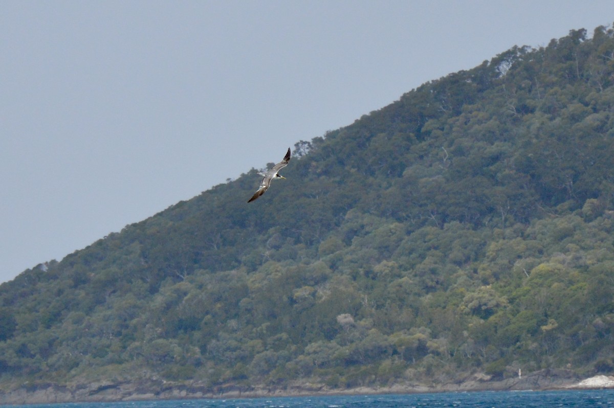 Great Crested Tern - ML641791447
