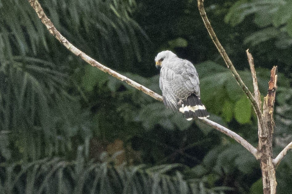 Gray-lined Hawk - ML641791448