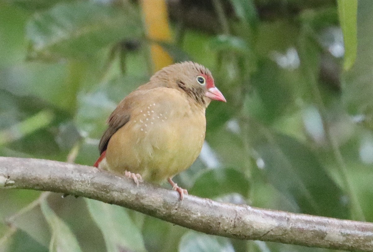 Red-billed Firefinch - ML641791451