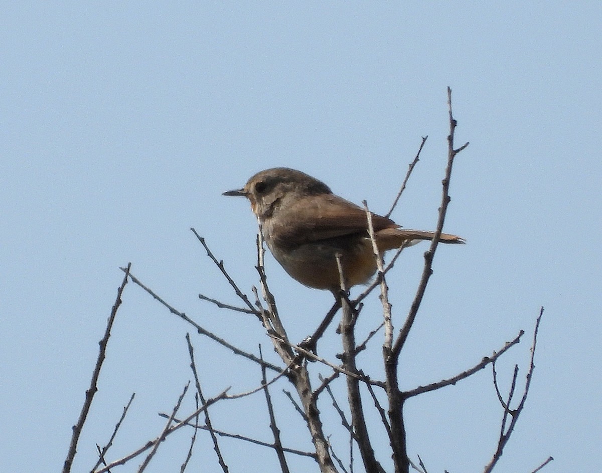 Redthroat - ML641791452