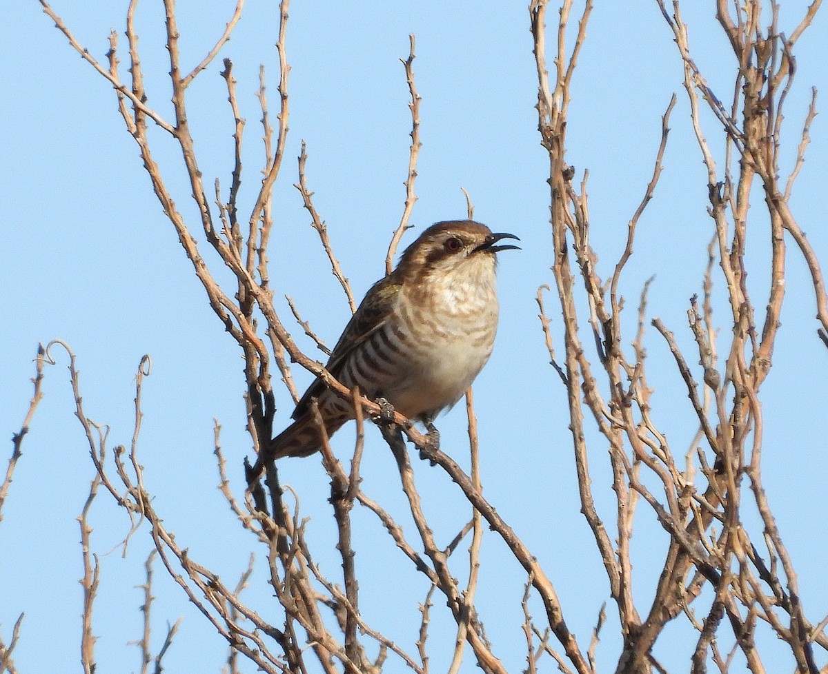 Horsfield's Bronze-Cuckoo - ML641791457