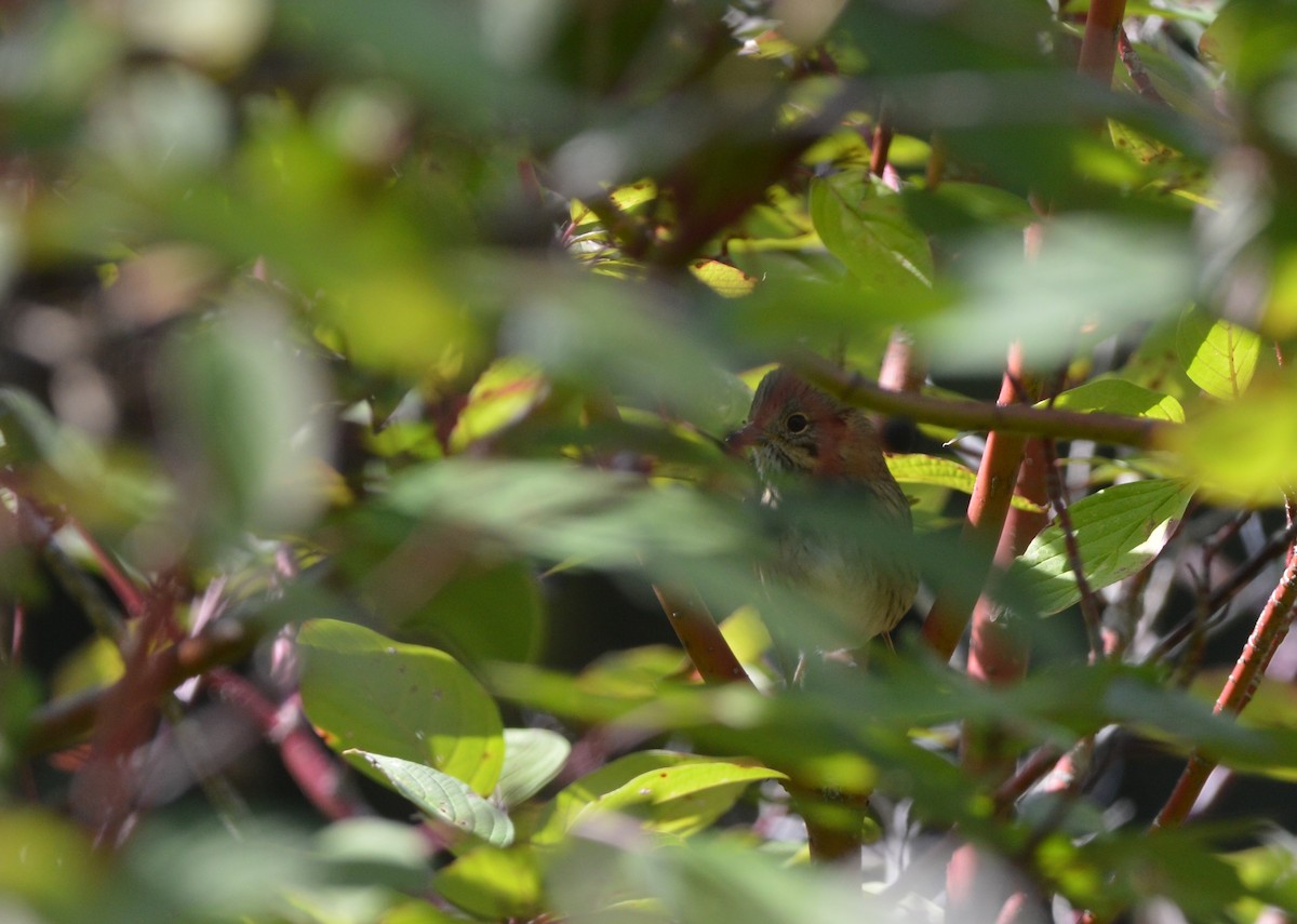 Lincoln's Sparrow - ML641791458