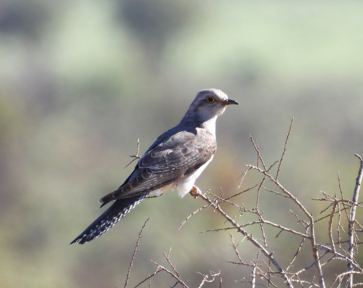 Pallid Cuckoo - ML641791461