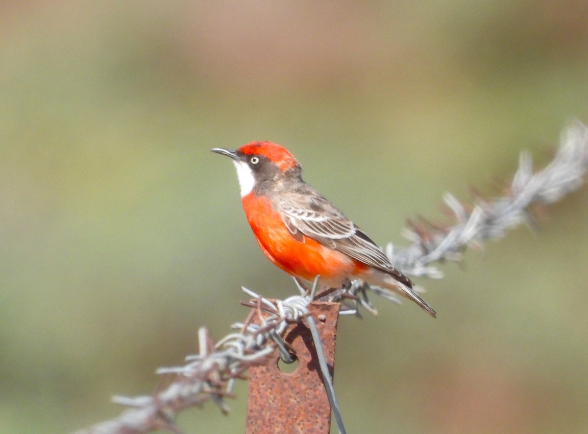 Crimson Chat - ML641791468