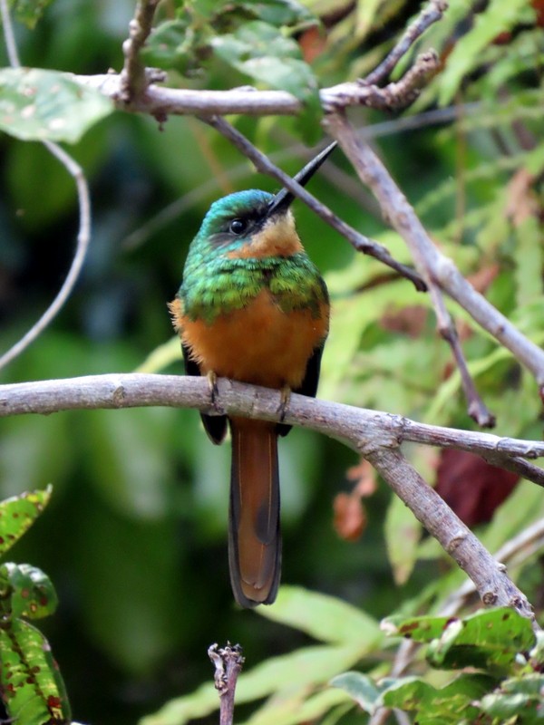 Rufous-tailed Jacamar - ML641791472