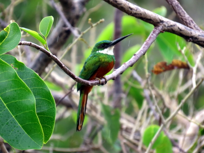 Rufous-tailed Jacamar - ML641791474