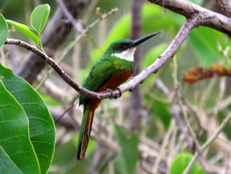 Rufous-tailed Jacamar - ML641791475