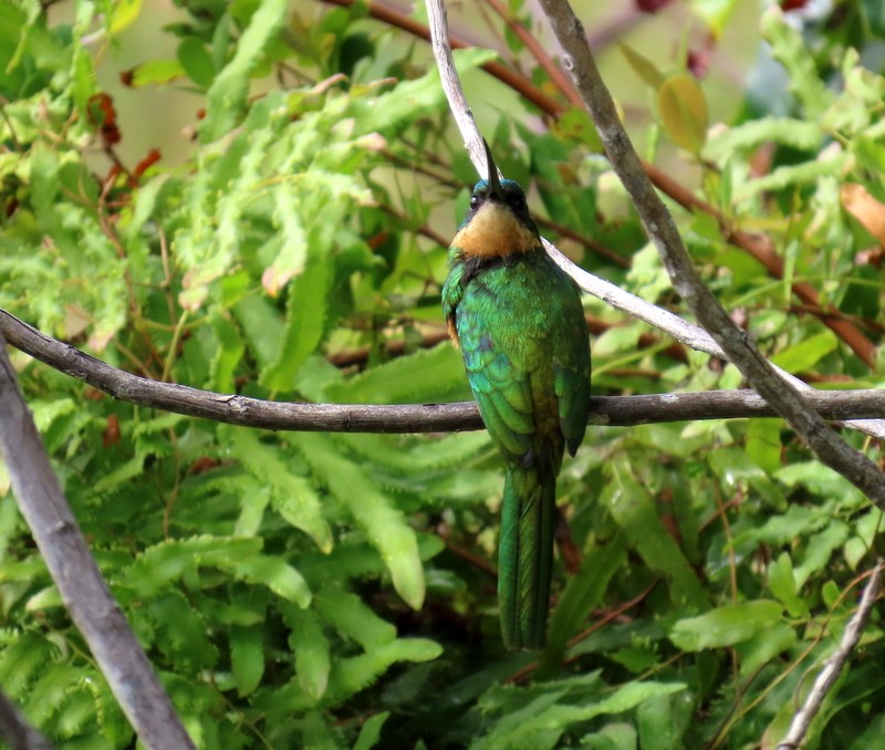 Rufous-tailed Jacamar - ML641791476