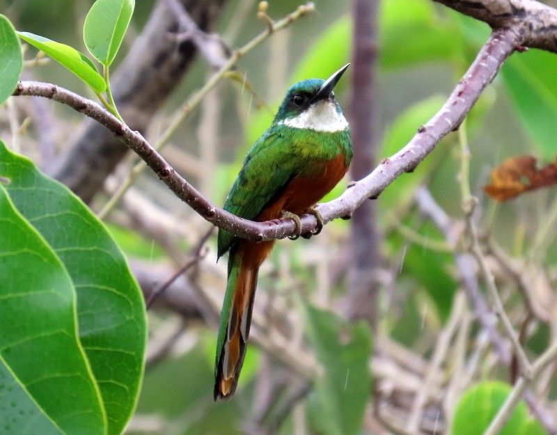 Rufous-tailed Jacamar - ML641791477