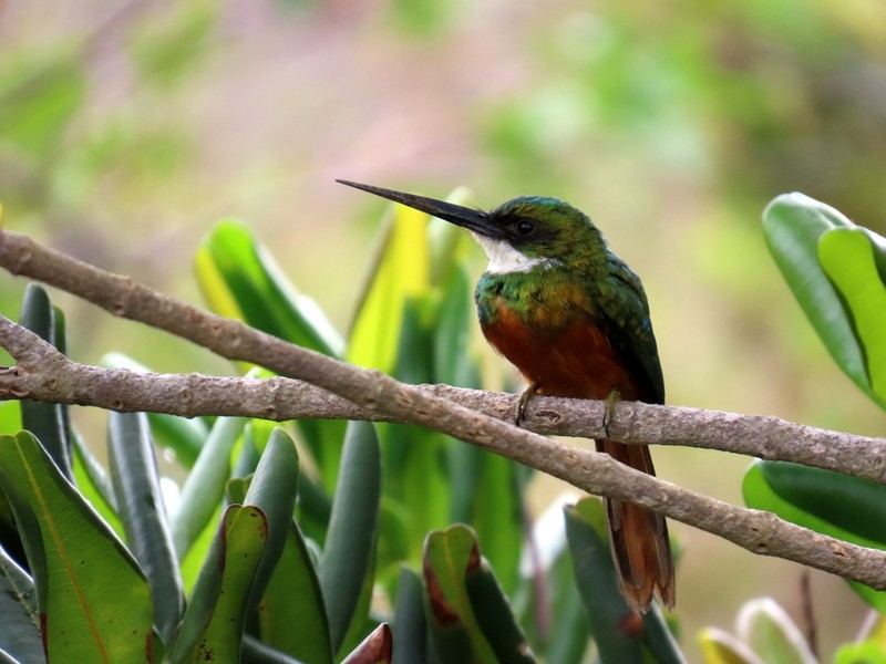 Rufous-tailed Jacamar - ML641791478
