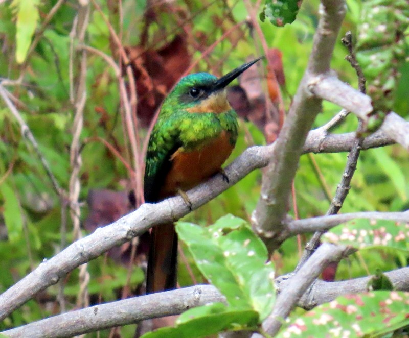 Rufous-tailed Jacamar - ML641791479